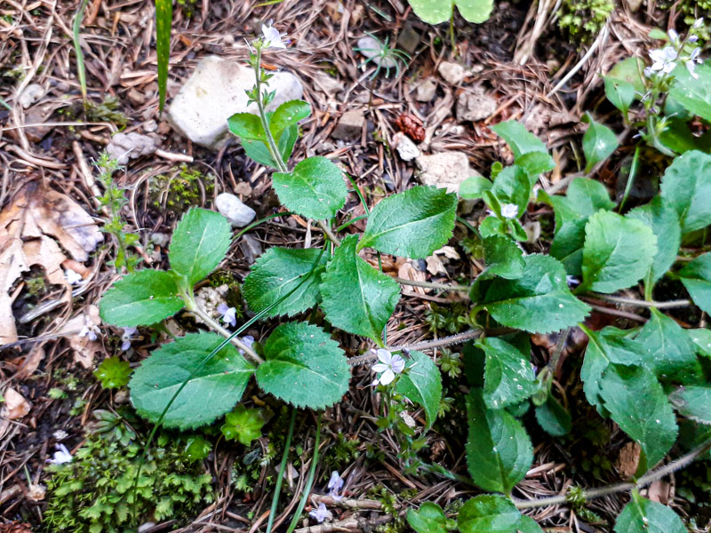 Veronica montana?  No, Veronica officinalis